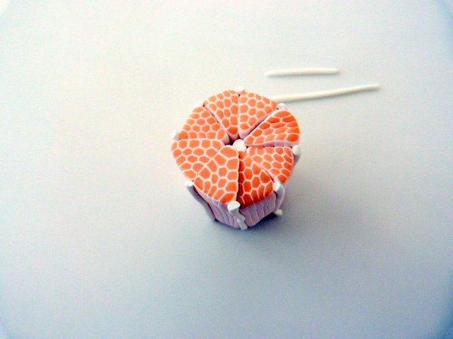 Citrus-anatra pate-polimero-7_640 cane-agrumes-pate-polymere-7_640