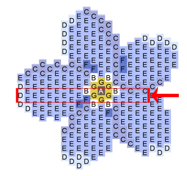 fase 1 bis griglia di tessitura libera miosotis miyuki delicas 11 0