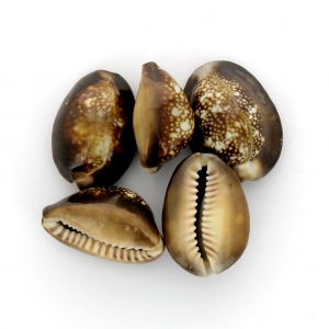 Assortimento di conchiglie non forate Cauri Tigre Naturale x 5