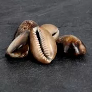 Assortimento di conchiglie non forate Cauri Tigre Naturale x 5