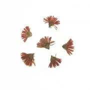 24 Peacock - fiori malva secchi e pressati per creazioni diy