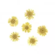 12 mini crisantemi - fiori gialli secchi e pressati per creazioni diy
