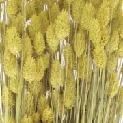 Fioride Phalaris Jaune séchées per creazione diy x10 steli