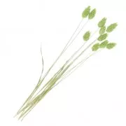 Fioride Phalaris Vert séchées per creazione diy x10 steli