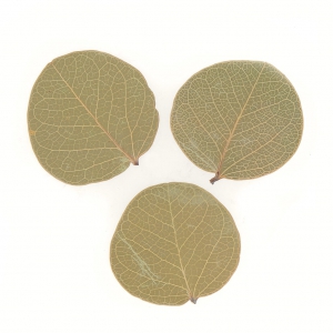 Foglie di Lunaria secche per creazione diy x5 gr