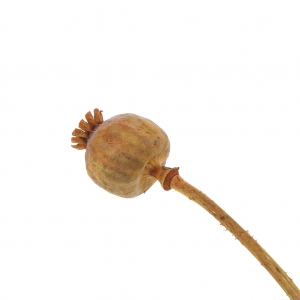 Fiori secchi per creazione diy x1 stelo