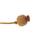 Fiori secchi per creazione diy x1 stelo