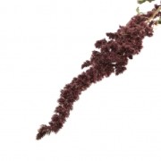 Amaranto rosso - fiori secchi per creazione diy x1 stelo