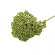 Fiori secchi per creazione diy x1 stelo