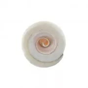 Perla conchiglia 15 x 8 mm per la creazione di bijoux x1