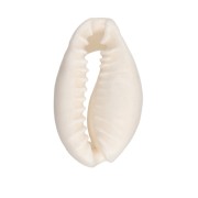 Conchiglia Cauri - da 15 a 19 mm - Naturale x 1