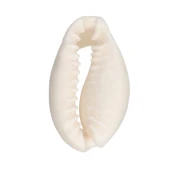 Conchiglia Cauri - da 15 a 19 mm - Naturale x 1