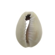 Conchiglia Ciprea Naturale per la creazione di bigiotteria - 10 a 14 mm x 1