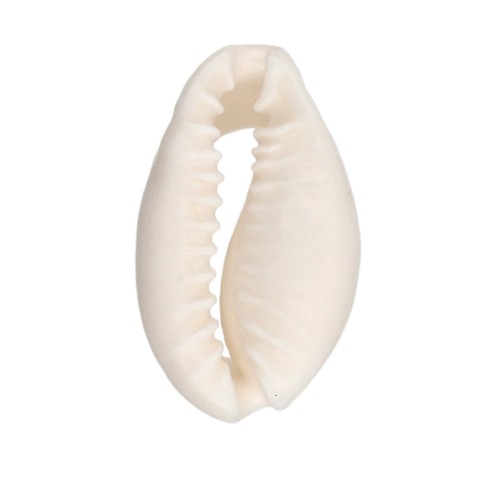 Conchiglia Cauri - da 15 a 19 mm - Naturale x 1