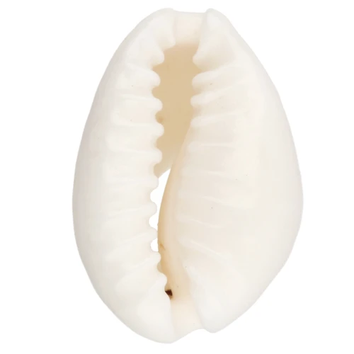 Conchiglia Cauri - da 15 a 19 mm - Naturale  x 1