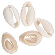Conchiglia Cauri - da 15 a 19 mm - Naturale  x 1