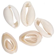 Conchiglia Cauri - da 15 a 19 mm - Naturale x 1