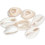Conchiglia Cauri - da 15 a 19 mm - Naturale x 1