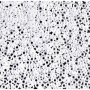 Rocaille Miyuki 15/0 420 - Opaque White Pearl Ceylon