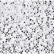 Rocaille Miyuki 15/0 420 - Opaque White Pearl Ceylon