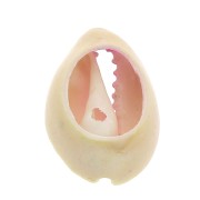 Conchiglia cauri/ciprea per la creazione di bijoux DIY- 20 a 26mm x1