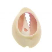 Conchiglia cauri/ciprea per la creazione di bijoux DIY - 20 à 26mm x1