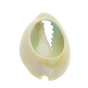 Conchiglia cauri/ciprea per la creazione di bijoux DIY- 20 a 26mm x1