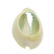 Conchiglia cauri/ciprea per la creazione di bijoux DIY- 20 a 26mm x1