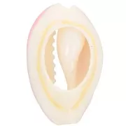 Conchiglia cauri/ciprea con resina eposs. per creare bijoux 20 a 25mm Rosa x1