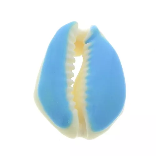 Conchiglia cauri/ciprea con resina eposs. per creare bijoux 20 a 25mm x1 Azzurro