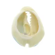 Conchiglia cauri/ciprea con resina eposs. per creare bijoux 20 a 25mm x1 Azzurro