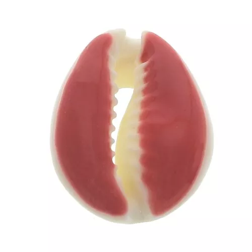 Conchiglia cauri/ciprea con resina eposs. per creare bijoux 20 a 25mm Rugine x1