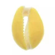 Conchiglia cauri/ciprea con resina eposs. per creare bijoux 20 a 25mm x1 Giallo