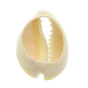 Conchiglia cauri/ciprea con resina eposs. per creare bijoux 20 a 25mm x1 Giallo