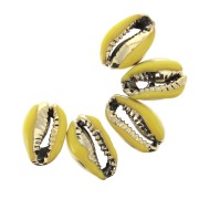 Conchiglia cauri con resina epossidica Giallo / Dorato - 12 a 15 mm x1