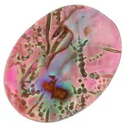Cabochon Abalone mm. 25x18 rosa x1