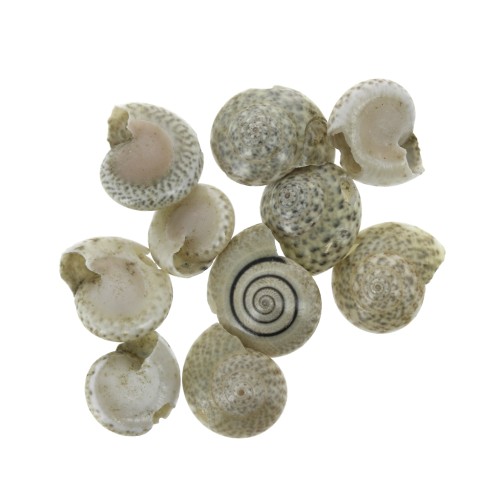Assortimento di mini conchiglie 10 mmnature - per la creazione di bijoux x10
