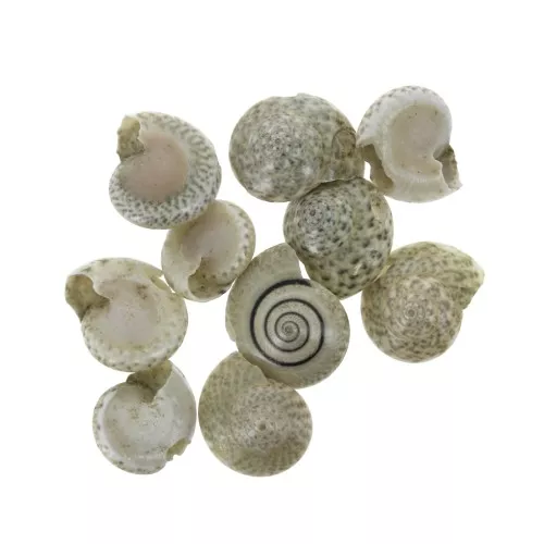Assortimento di mini conchiglie 10 mmnature - per la creazione di bijoux x10