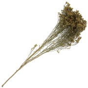 Gipsofila - fiori secchi per creazione diy x1 stelo|raw }}