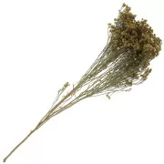 Gipsofila - fiori secchi per creazione diy x1 stelo