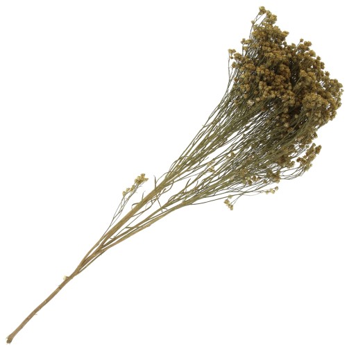 Gipsofila - fiori secchi per creazione diy x1 stelo