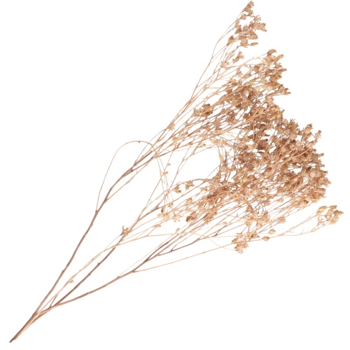 Gipsofila - fiori secchi per creazione diy x1 stelo