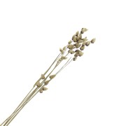 Fiori secchi per creazione diy x5 steli|raw }}