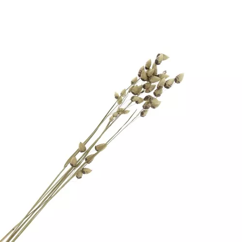 Fiori secchi per creazione diy x5 steli