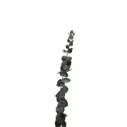 Eucalipto Baby Blu verde - fiore secco per creazione DIY x1 stelo