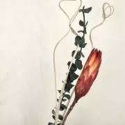 Eucalipto Baby Blu verde - fiore secco per creazione DIY x1 stelo