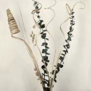 Eucalipto Baby Blu verde - fiore secco per creazione DIY x1 stelo