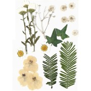 Assortimento di fiori secchi e pressati per creazioni diy - Bianco x1|raw }}