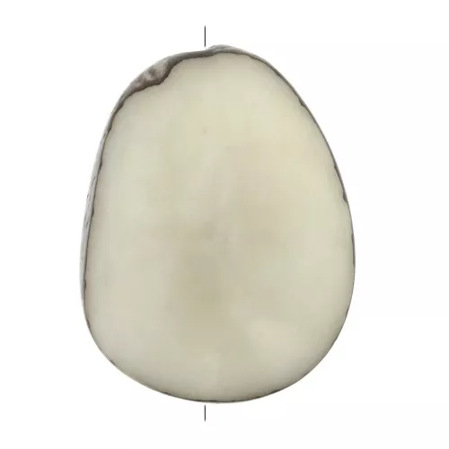 Seme di Tagua lavorato 35-50 mm Avorio x1