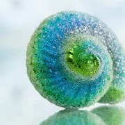 Microbiglie 50 a 630 µm Preciosa Ornella - Grey x50g